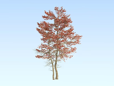 Tall Arbor With Vibrant Red Leaves Against Clear Blue Sky 3d model