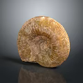 Unique Spiral Fossil Wall Decor with Natural Amber Textured Surface and Elegant Design