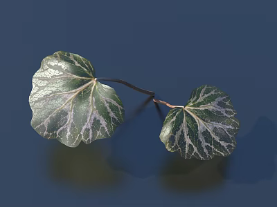 Variegated Green And White Leaves On Blue Background With Natural Veins 3d model