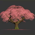 Beautiful Pink Flowering Arbor With Lush Canopy And Scattered Petals On Dark Background