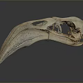Bird Animal Skull With Long Beak Light Color On Dark Background With Reflection