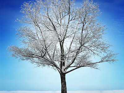 Snow Covered Tall Tree Standing In Snowy Landscape With Clear Blue Sky 3d model