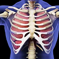 Medical Device for Thoracic Anatomy Visualization With Rib Cage Sternum And Muscle Structures