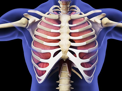 Medical Device for Thoracic Anatomy Visualization With Rib Cage Sternum And Muscle Structures 3d model