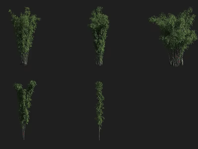 Collection of Bamboo Plants Showcasing Different Growth Forms On Black Background 3d model