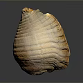Marine Mollusk Shell With Textured Surface And Light Brown Color On Dark Background