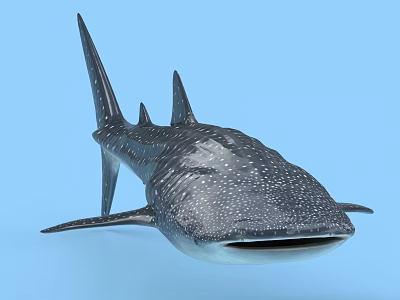 Whale Shark With White Spots On Dark Body And Large Mouth In Light Blue Background 3d model