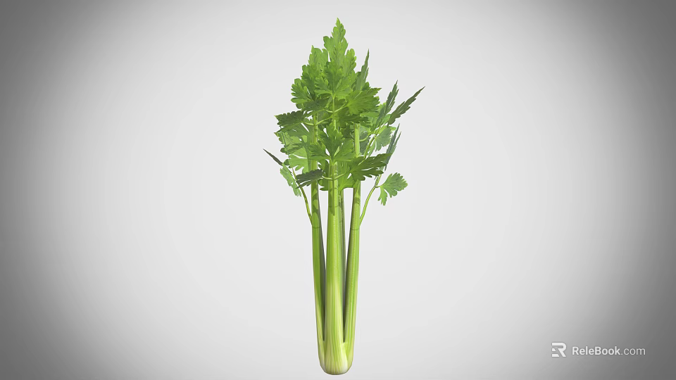 Fresh Green Celery Plant With Crisp Stalks And Lush Leafy Foliage 3d model 