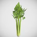 Fresh Green Celery Plant With Crisp Stalks And Lush Leafy Foliage