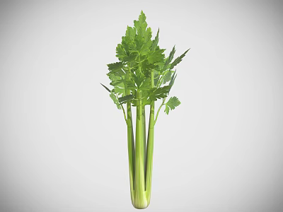 Fresh Green Celery Plant With Crisp Stalks And Lush Leafy Foliage 3d model Fresh Green Celery Plant With Crisp Stalks And Lush Leafy Foliage 3d model