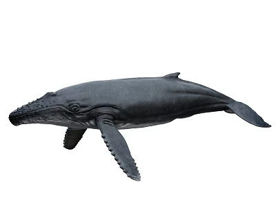 Large Aquatic Whale With Fins Swimming In Deep Ocean Waters 3d model