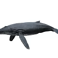 Large Aquatic Whale With Fins Swimming In Deep Ocean Waters