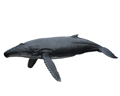 Ultra-realistic whale blue whale marine life 3d model