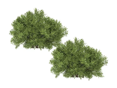 Vibrant Green Shrubs With Lush Dense Foliage For Garden Landscaping 3d model