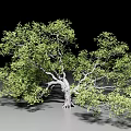 Lush Green Arbor With Thick Trunk Exposed Roots And Dense Foliage