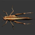 Brown Grasshopper With Detailed Legs And Wings On Dark Reflective Surface 3d model