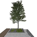 Green Leafy Arbor Tree With Small Plants And Gravel On Square Platform