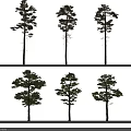 Tall Trees With Straight Trunks Lush Branches And Various Forms Isolated On White Background