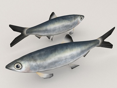 Sardines model