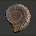 Ammonite Fossil Ancient Aquatic Animal With Spiral Shell And Iridescent Texture