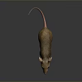Realistic Brown Mouse With Long Tail And Pink Ears Standing On Dark Smooth Surface 3d model