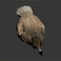 Ostrich 3D Render With Long Neck Black Beak Brown Feathers And Yellow Claws