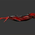 Futuristic Red Robotic Mechanical Arm With Metal Structure And Muscle Design