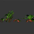 Strawberry Plants With Green Leaves And Red Fruits On Black Reflective Surface