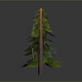 Tall Green Pine Tree With Dense Foliage And Brown Trunk On Gray Background 3d model