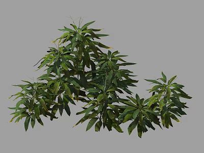 Lush Green Shrub With Dense Foliage For Garden Landscaping Design 3d model