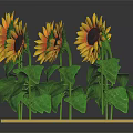 Cluster Of Vibrant Yellow Sunflowers With Dark Centers And Green Leaves On Green Base