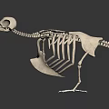 Avian Skeleton Anatomical Structure With Detailed Bone Framework And Scientific 3d model