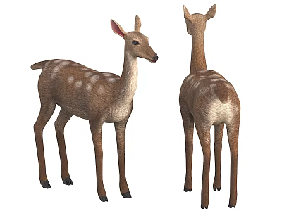 3D Model of Young Deer with Spots Showing Front and Back Views 3d model