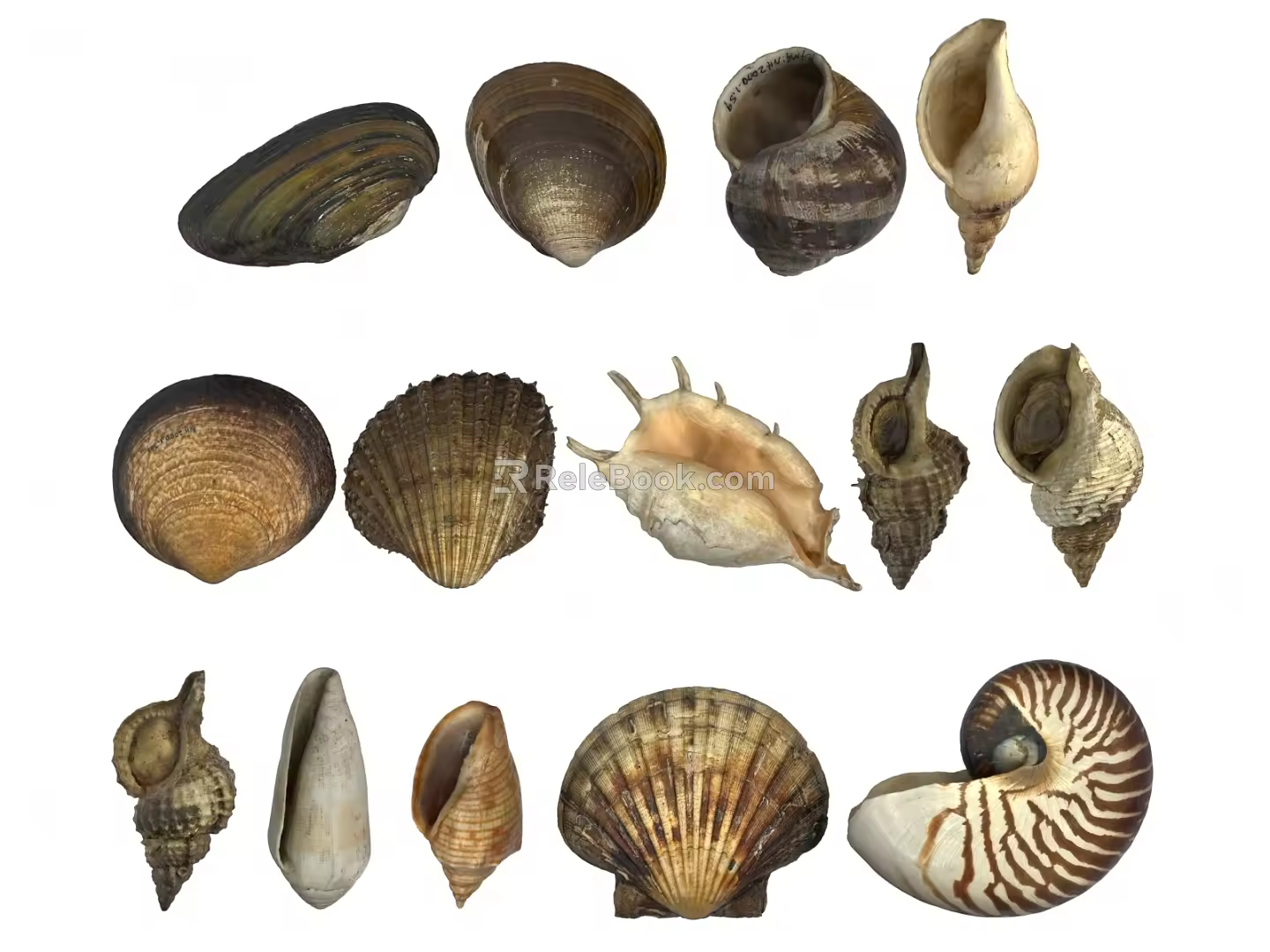 Shell Flower Armor Oyster Conch Field Screw Seafood Clam Shell 3d model