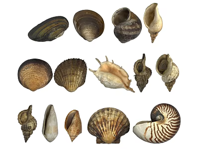 Various Beautiful Seashells From Diverse Marine Aquatic Animals With Different Shapes Sizes 3d model