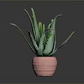 Aloe Vera Plant With Green Leaves And Yellow Edges In Pink Ribbed Pot Indoor Decor