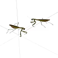 Two Green Reptile Lizards With Long Legs And Slender Bodies In Natural Stance