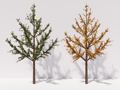 modern tree ginkgo tree arbor plant model