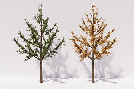 modern tree ginkgo tree arbor plant 3d model