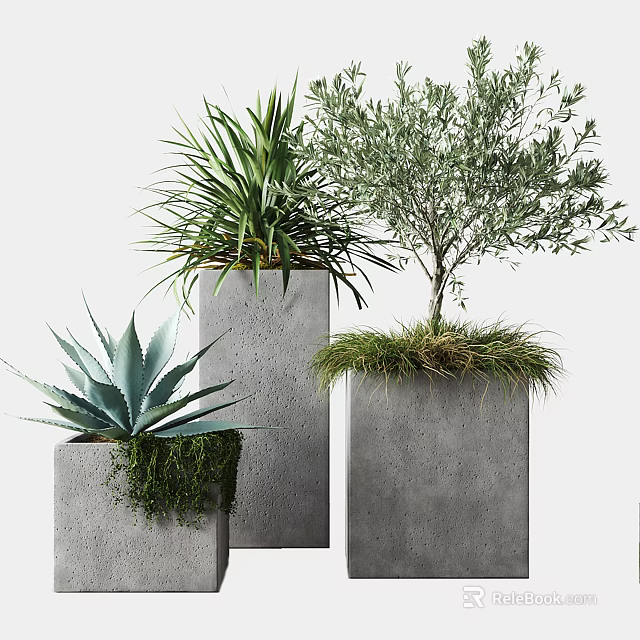 Modern Potted Plants In Concrete Pots With Agave Olive Tree Moss And Grass 3d model 