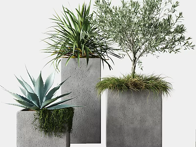 Modern Potted Plants In Concrete Pots With Agave Olive Tree Moss And Grass 3d model