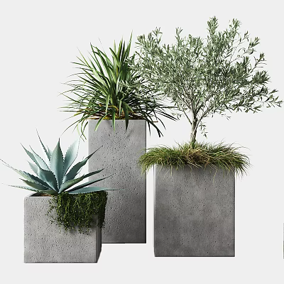 Modern Potted Plants In Concrete Pots With Agave Olive Tree Moss And Grass 3d model