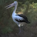White And Black Pelican With Long Beak Standing On Grassy Field In Natural Setting