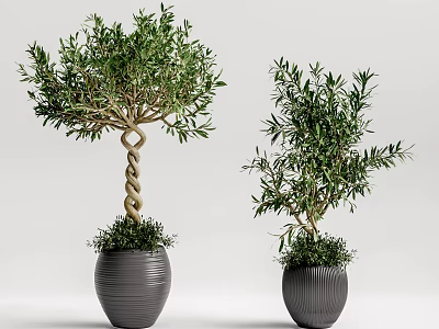 Olive Tree Bonsai Potted Plants With Twisted Trunk And Gray Textured Ceramic Pots 3d model