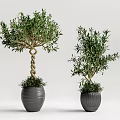 Olive Tree Bonsai Potted Plants With Twisted Trunk And Gray Textured Ceramic Pots