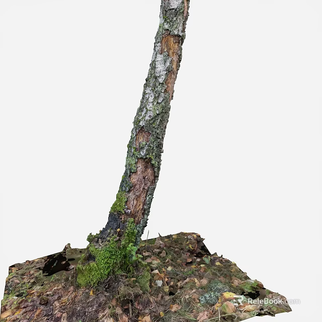 Tree Trunk With Moss Covered Bark And Fallen Leaves Around Roots In Soil 3d model 