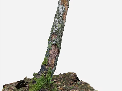 Tree Trunk With Moss Covered Bark And Fallen Leaves Around Roots In Soil 3d model