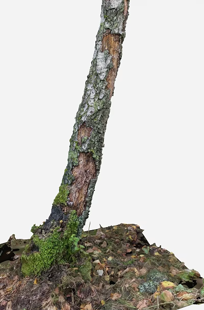 Tree Trunk With Moss Covered Bark And Fallen Leaves Around Roots In Soil 3d model