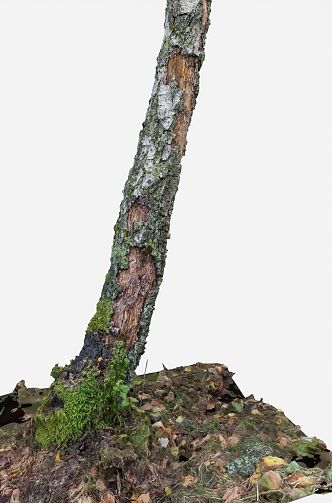 moss deadwood stump 3d model