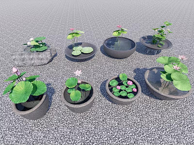 Garden Courtyard With Multiple Stone Pots Featuring Lotus Leaves And Flowers 3d model
